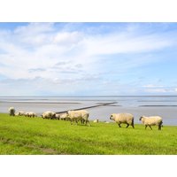 11 Tage Föhr - inkl. Einkaufsgutschein BSW-Ferienwohnungen Wyk auf Föhr, Schleswig-Holstein Aktuelle Nordseereisen online kaufen