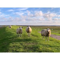 2 Tage Kurz mal an die Nordsee - mit Deichführung - 2 Nächte Nordsee-Hotel Arlau-Schleuse in Hattstedtermarsch, Schleswig-Holstein inkl. Halbpension Aktuelle Nordseereisen online kaufen 2 Tage Kurz mal an die Nordsee - mit Deichführung - 2 Nächte Nordsee-Hotel Arlau-Schleuse in Hattstedtermarsch, Schleswig-Holstein inkl. Halbpension Aktuelle Nordseereisen online kaufen