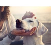 Wau! - Urlaub mit Fellnase | 3 Tage Ramada by Wyndham Flensburg, Schleswig-Holstein inkl. Frühstück Aktuelle Nordseereisen online kaufen Wau! - Urlaub mit Fellnase | 3 Tage Ramada by Wyndham Flensburg, Schleswig-Holstein inkl. Frühstück Aktuelle Nordseereisen online kaufen