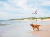 Wo kann man an der Nordsee gut mit Hund Urlaub machen?